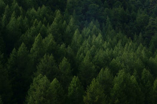 Aerial view of a dense evergreen forest in Senales, Trentino-Alto Adige, Italy.
