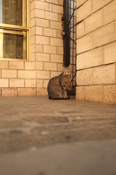 Charming tabby cat resting near brick wall in a serene Kyiv courtyard, capturing urban tranquility.