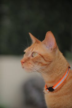 Close-up portrait of an orange tabby cat with a vibrant collar gazing attentively.